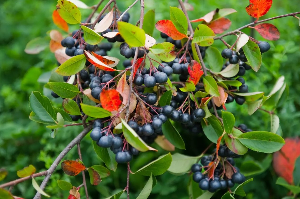Die Karnische Gebirgsaronia Nassfeld